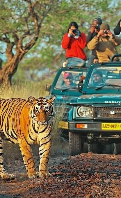Ranthambore-National-Park-safari